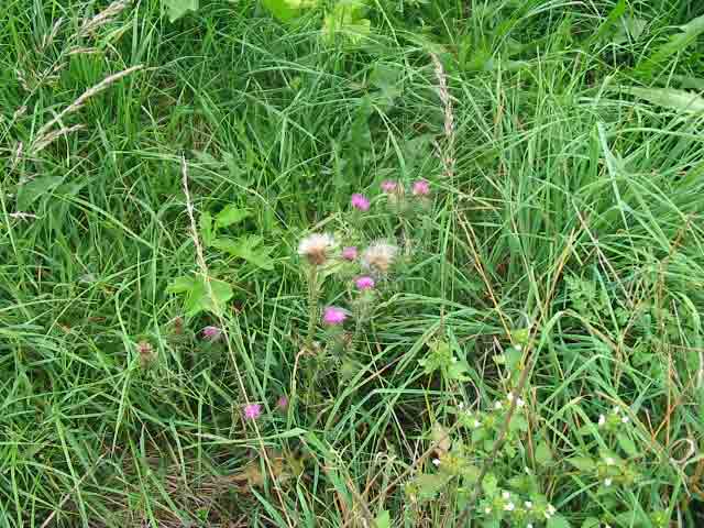 herbes